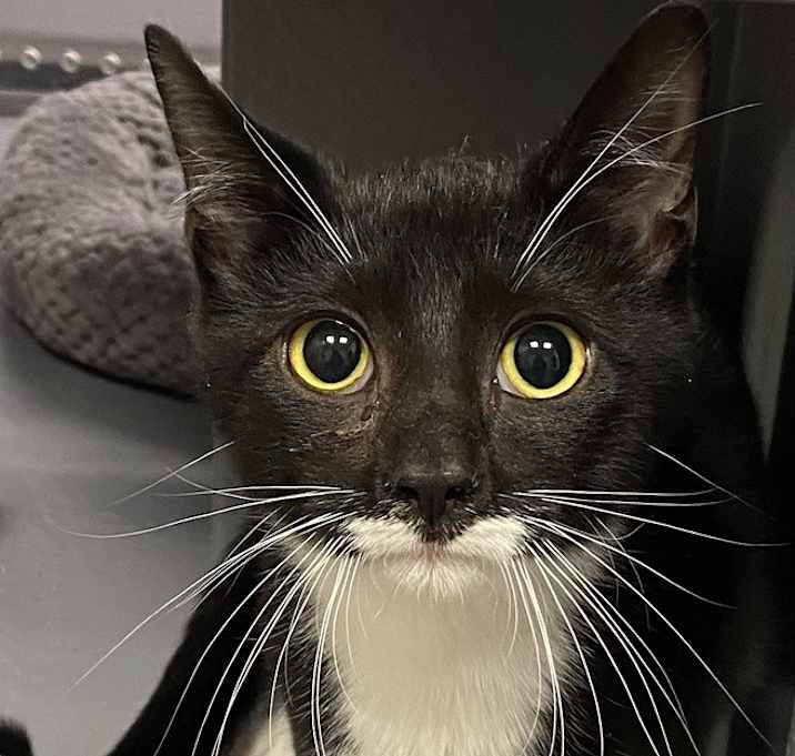 Photo of Sylvester Smellone