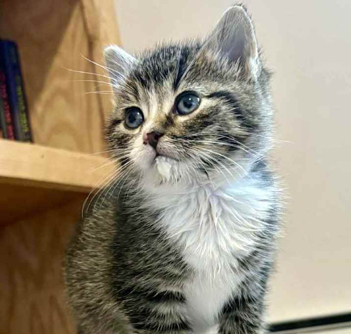 Photo of (eb) Peppermint Patty (Pending)