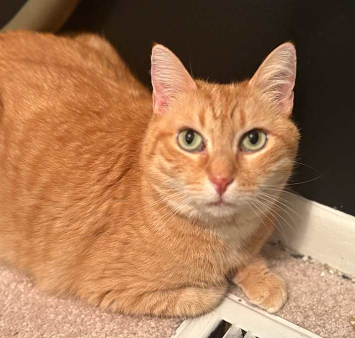 Photo of Butterfinger