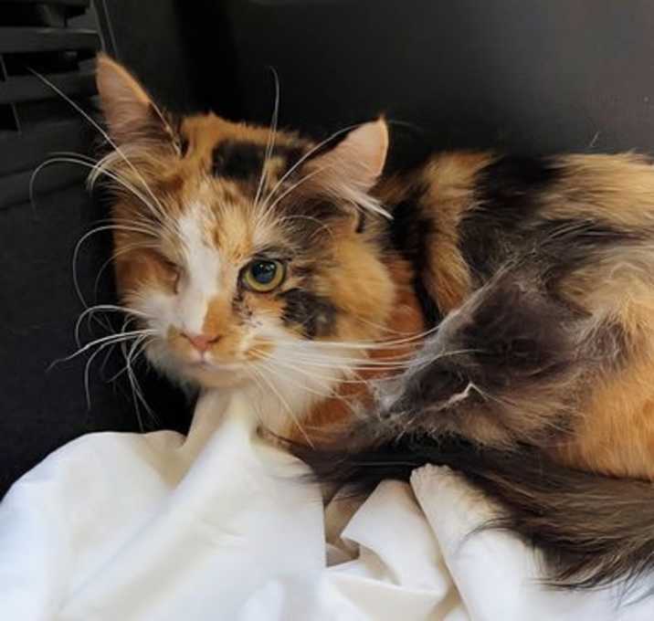 Photo of PRINCESS CALI