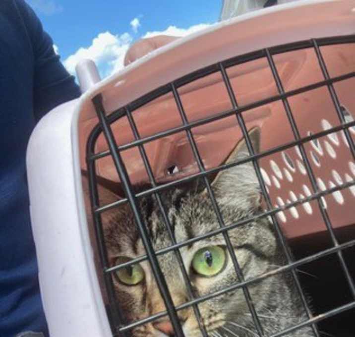 Photo of Humility-ADOPTED