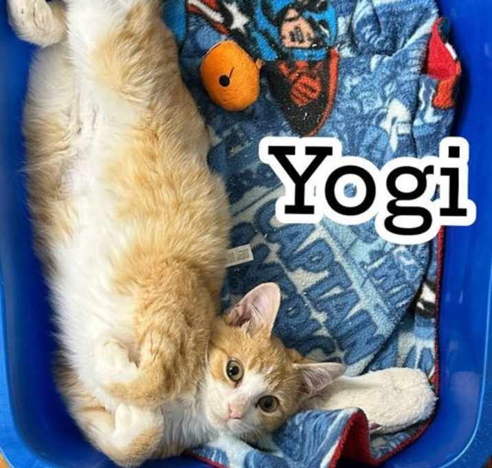 Photo of Yogi