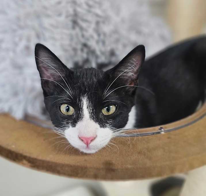 Photo of Cookies & Cream