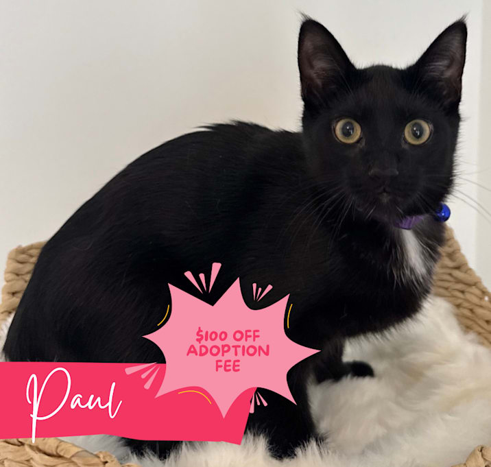 Photo of Paul McCartney