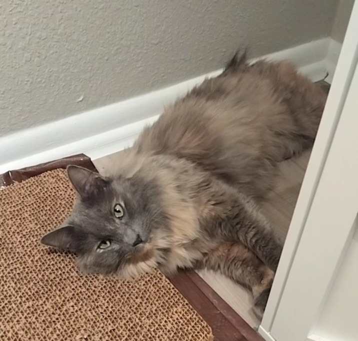 Photo of Paper name is stormy