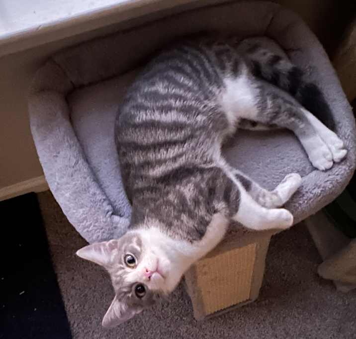 Photo of Macadamia (Mac)