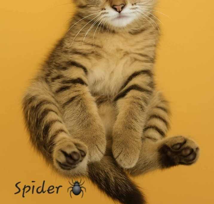 Photo of Spider