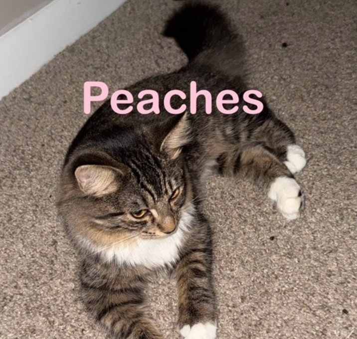 Photo of PEACHES Kitten