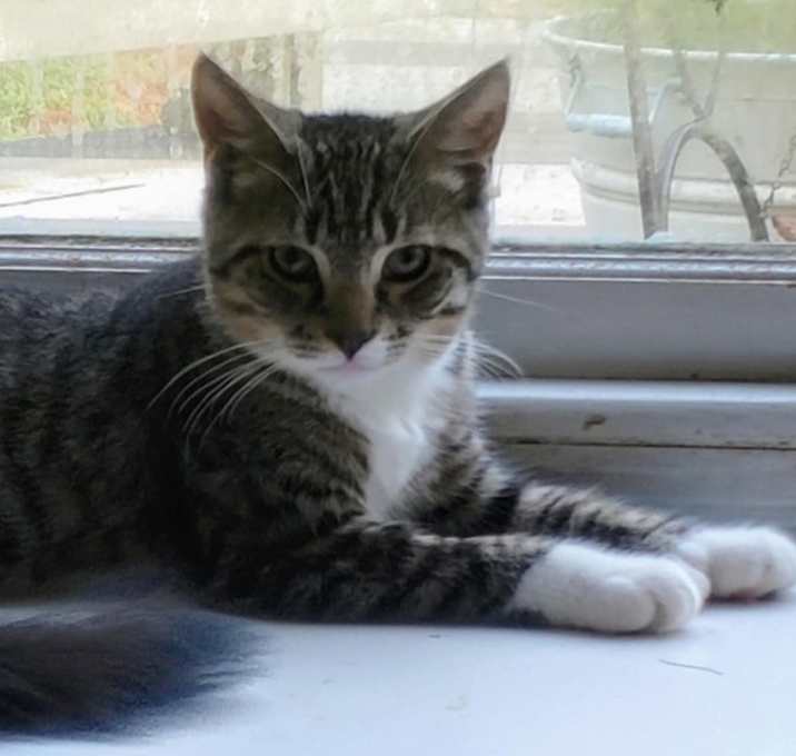 Photo of Gideon (BONDED PAIR)