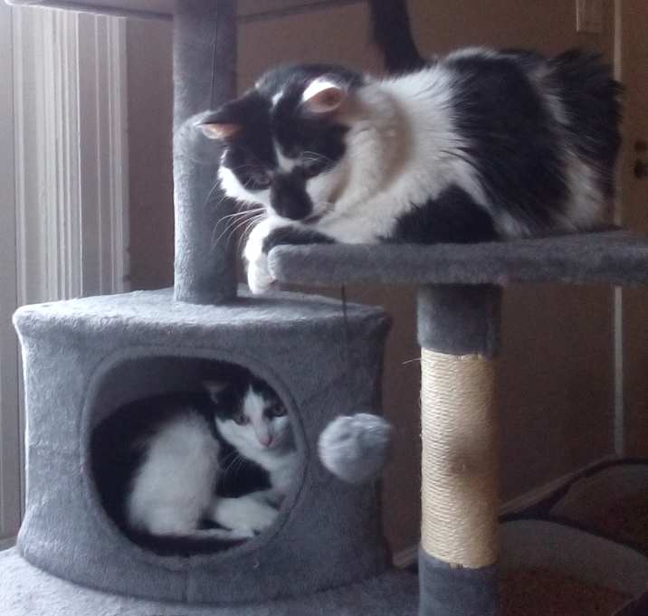 Photo of Fluffy, Monkey, and Picky