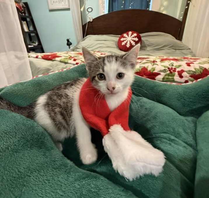 Photo of Nutmeg: Not at the Shelter (Faith)