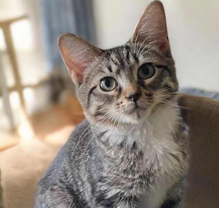 Photo of Seely (bonded pair with Evie)