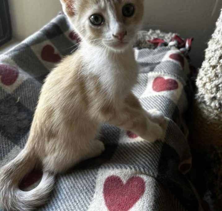 Photo of Spark Smoke