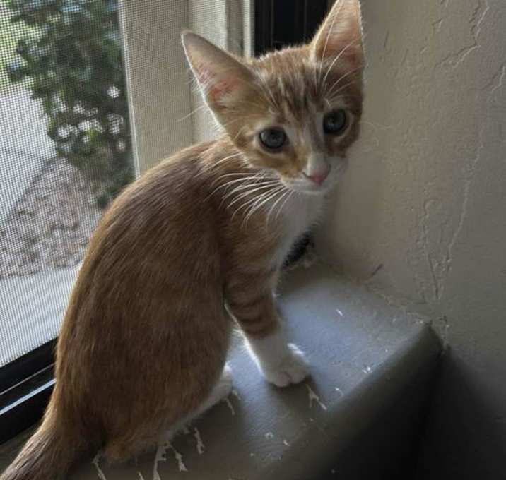 Photo of Flame Smoke