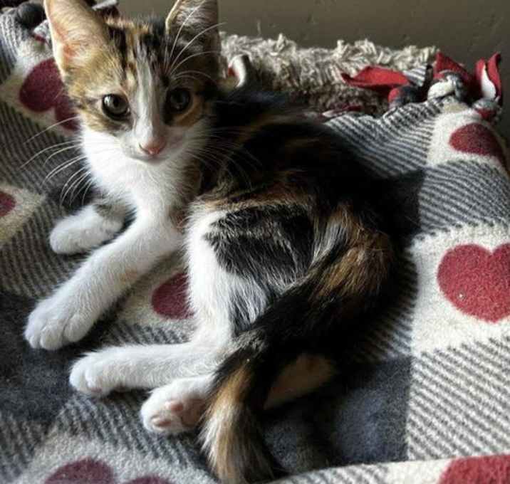 Photo of Cinder Smoke (Calli)