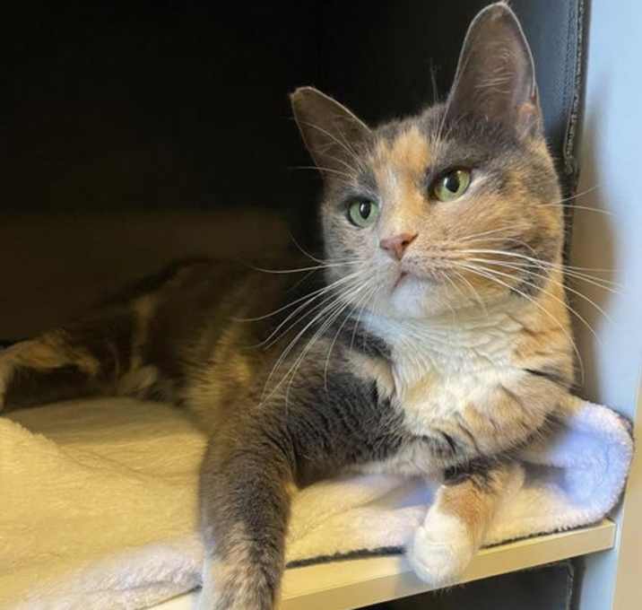 Photo of Broadway Monet