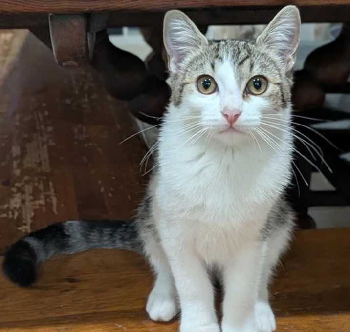 Photo of Tsunami Lovebug