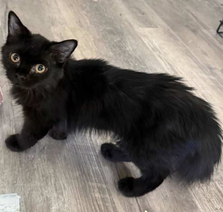 Photo of Venus Williams