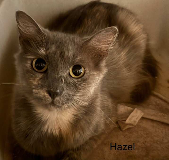 Photo of Hazel