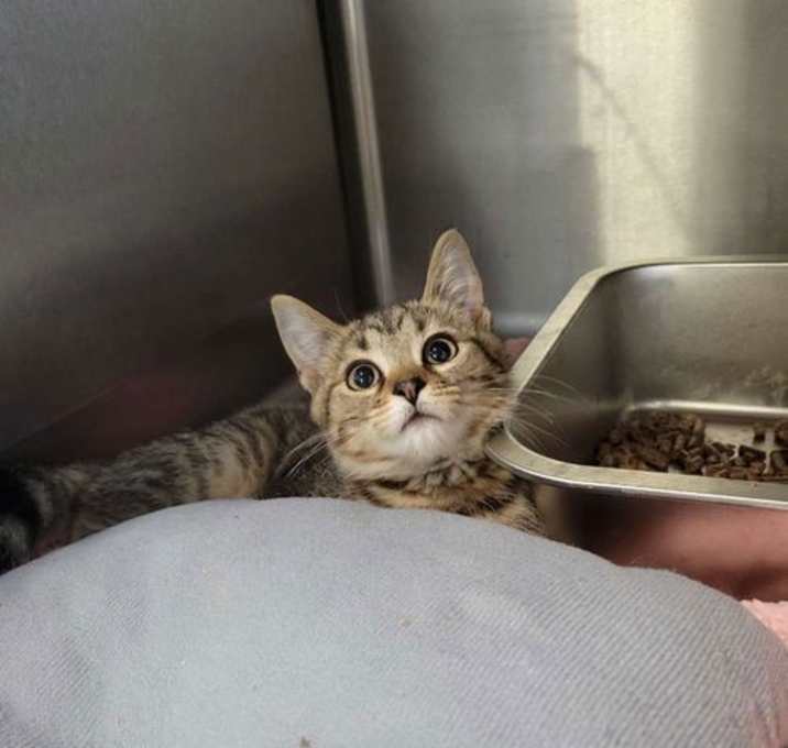 Photo of Kitten Toblerone