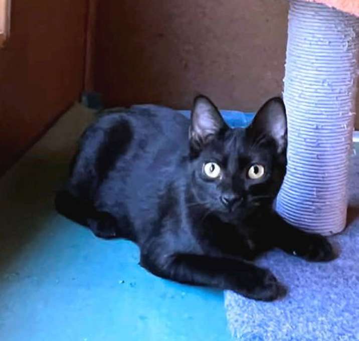 Photo of Black Velvet