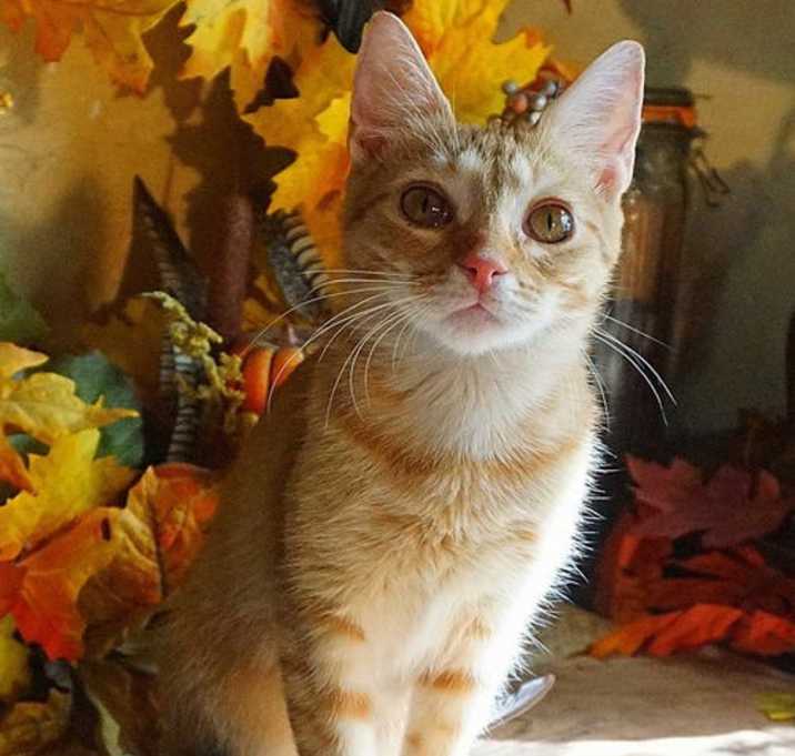 Photo of KITTEN LILYPAD