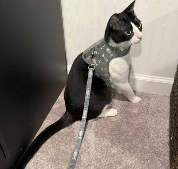 Photo of Elfy - harnessed trained!