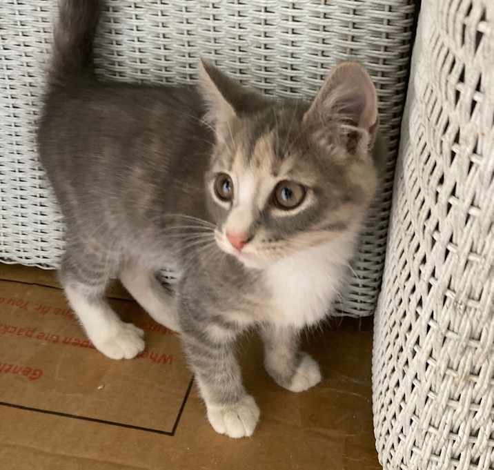 Photo of Firespike Jo