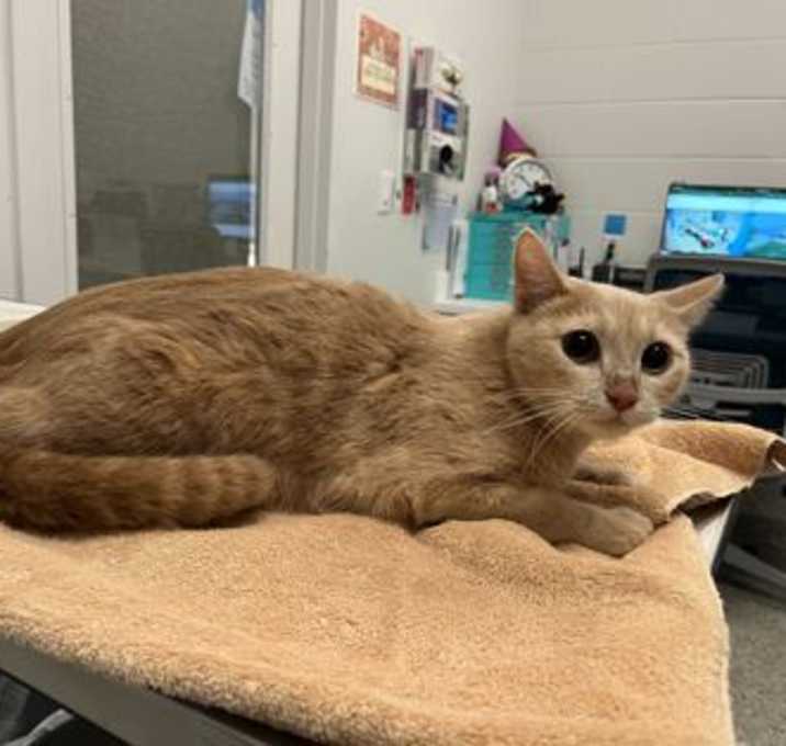 Photo of Pumpkin Cheesecake