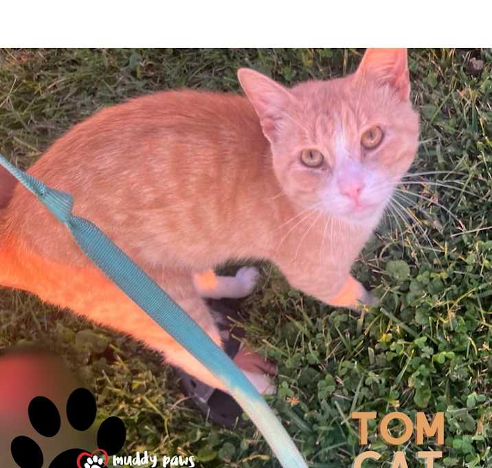 Photo of Tom Cat (Courtesy Post)