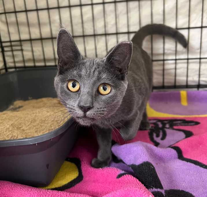 Photo of Puddles (and Rain Drop)