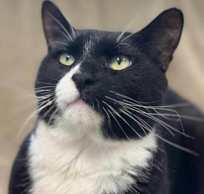 Photo of Freddie Purrcury fka Cat 8