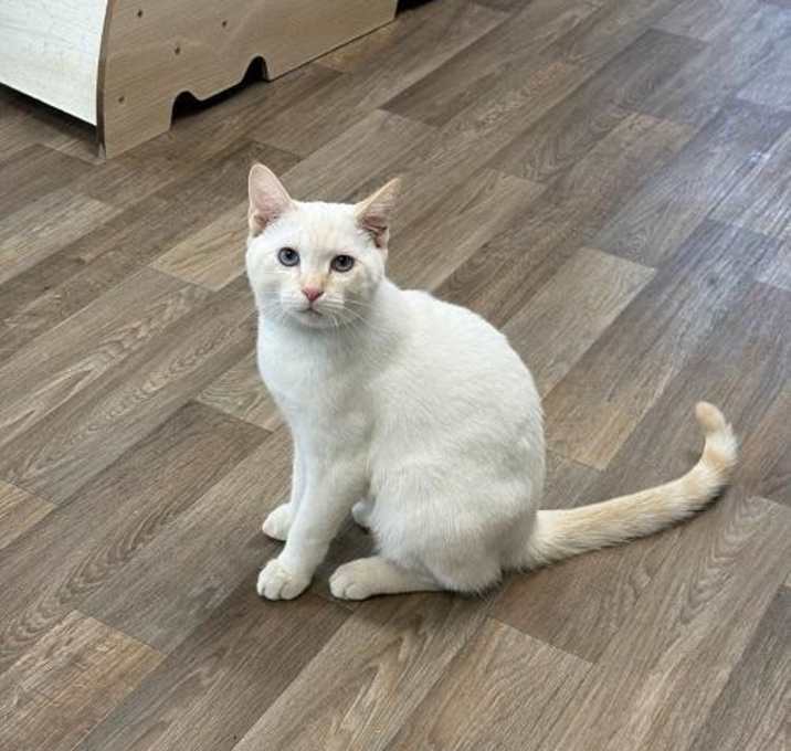 Photo of Cat 27210 (Lester)