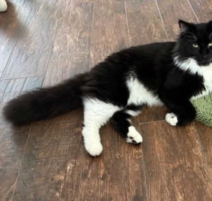 Photo of Jabba the Fluff