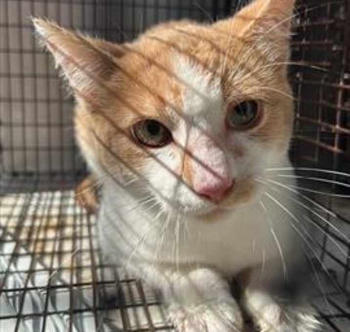 Photo of BUTTERSCOTCH