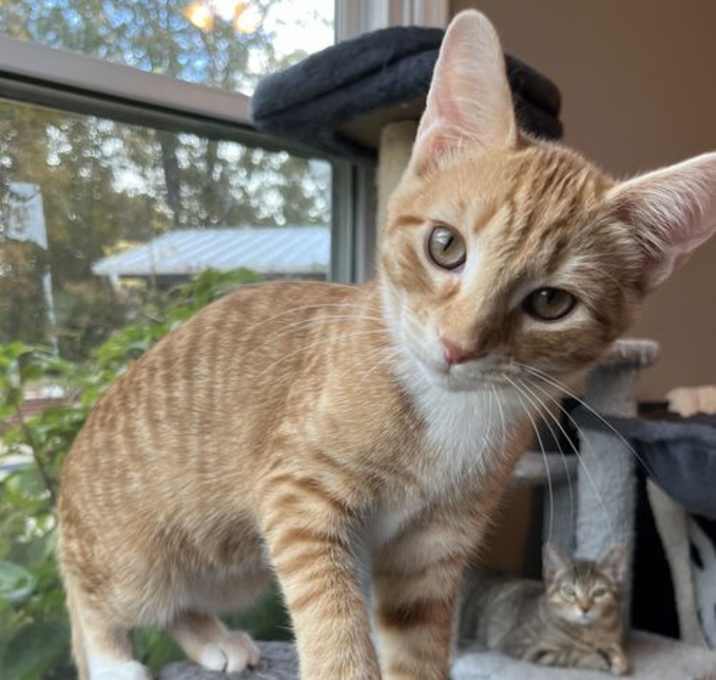 Photo of KITTEN TYSON