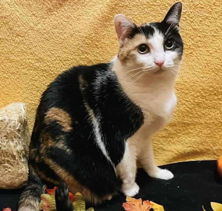 Photo of Evangeline (Eva) - LF