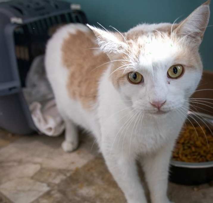 Photo of Holden (FCID# 10/22/2025 - 77 Brookhaven PS)