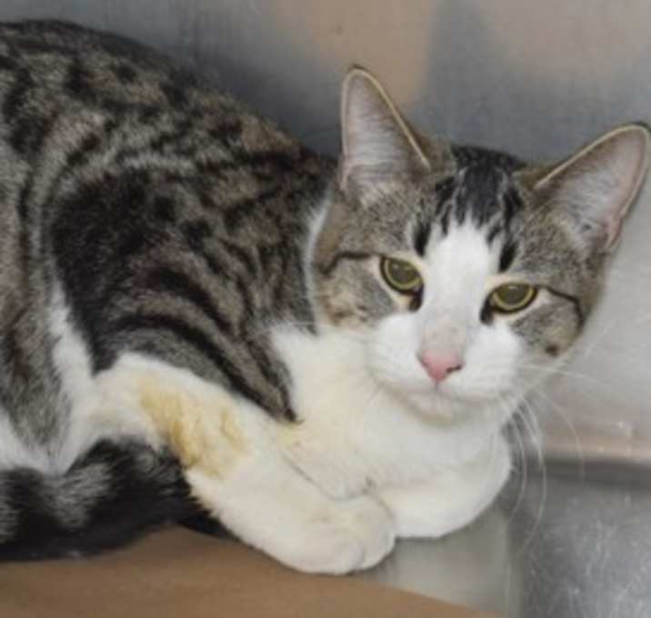 Photo of 91334 Fabian