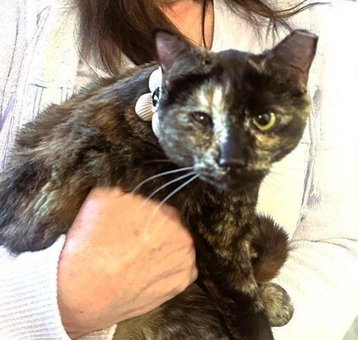 Photo of Terra  ⭐️PROMOTION⭐️Amazon Litter