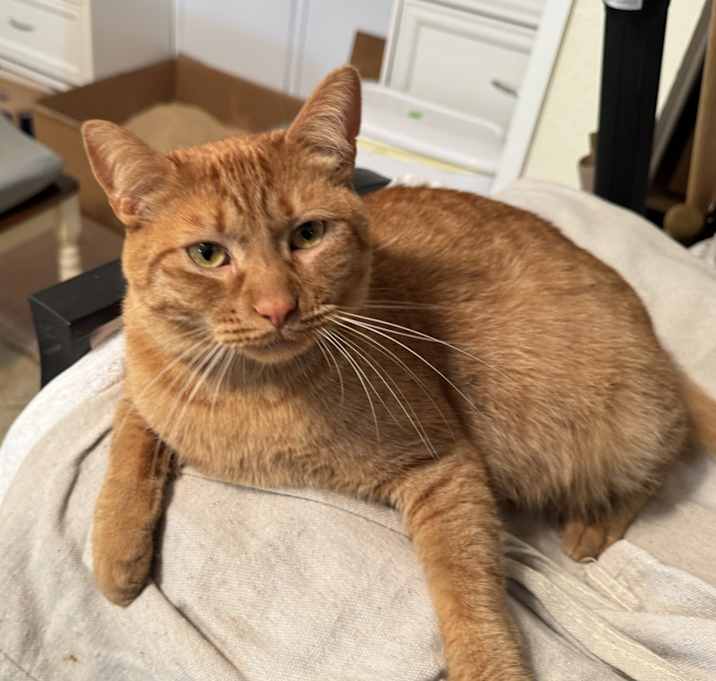 Photo of Adoption Pending 11/15