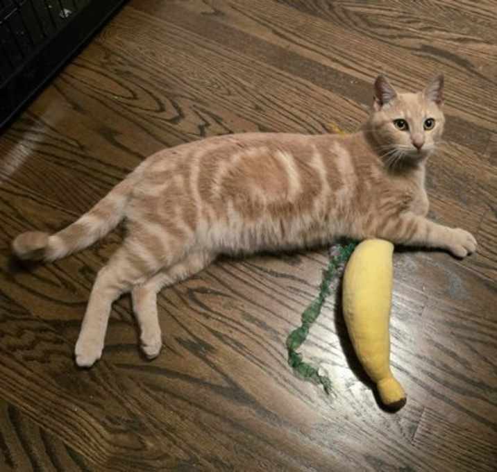 Photo of Tangerine (@WC PFE on Sat)