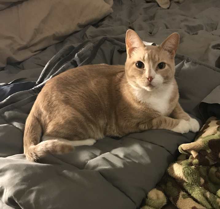 Photo of Snap (for Ginger Snap)