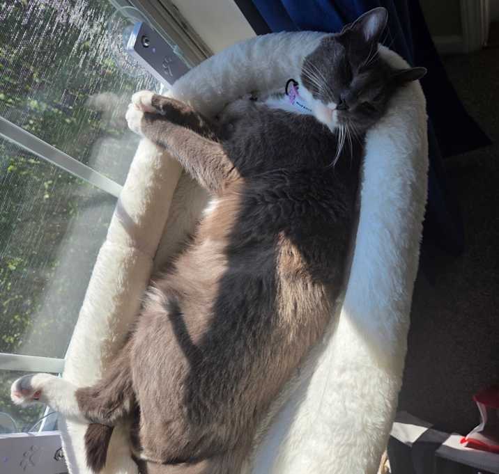 Photo of Pink Pantheress