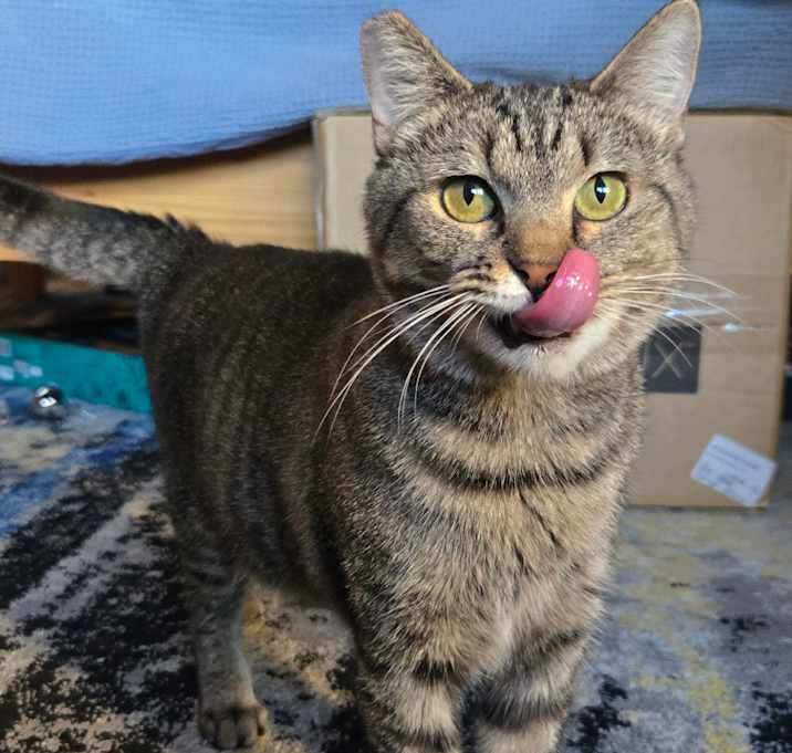 Photo of Tigress and Cubs - Tigress