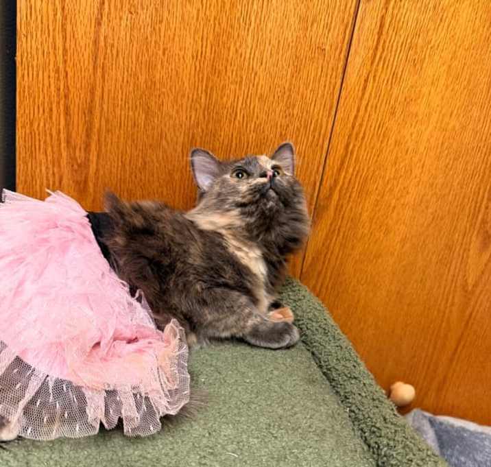 Photo of Scar (bonded to Cobra)