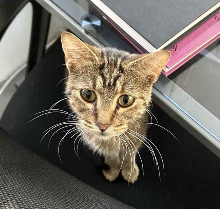 Photo of Cinnamon Bark