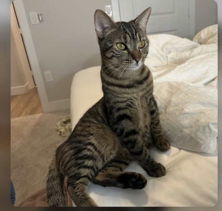 Photo of Sierra napa