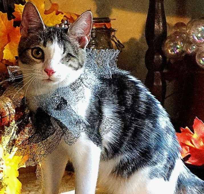 Photo of KITTEN STARLING