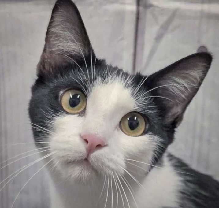 Photo of Butterfinger